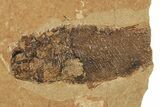 Jurassic Fossil Fish (Hulettia) - Cowley, Wyoming #188845-2